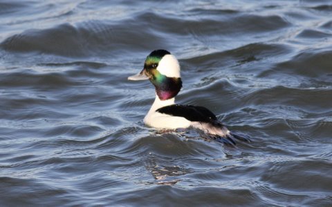 Bufflehead