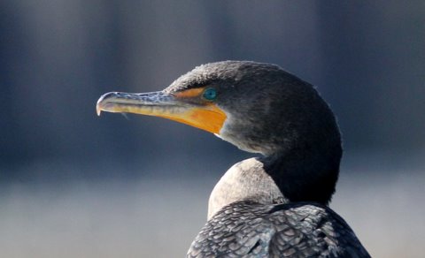 Double-crested Cormorant