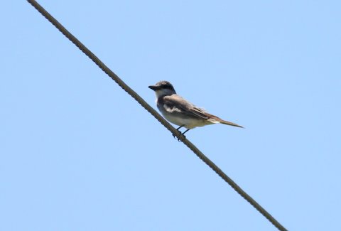 Gray Kingbird