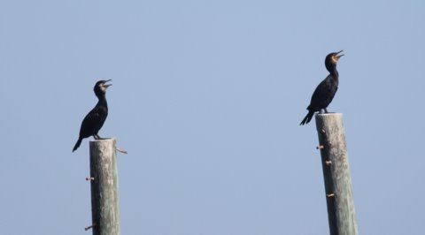 Great Cormorants