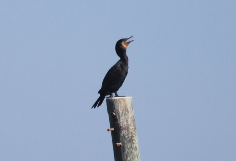 Great Cormorants