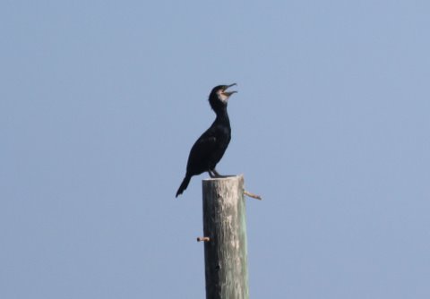 Great Cormorants