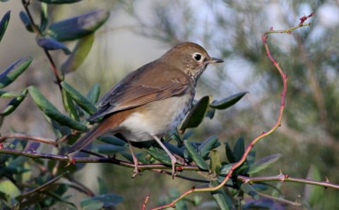 Hermit Thrush