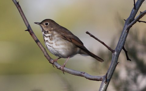 Hermit Thrush