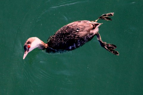 Horned Grebe