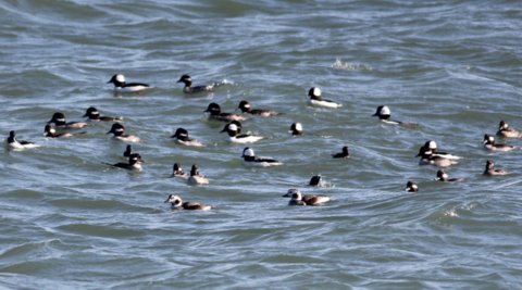 Long-tailed Duck