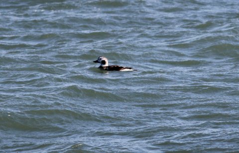 Long-tailed Duck