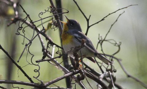 Northern Parula