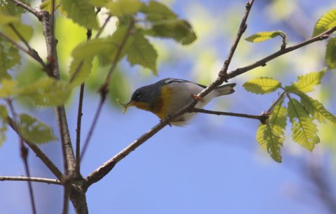 Northern Parula