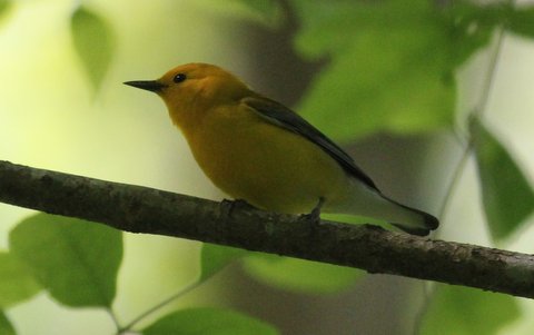 Prothonotary Warbler
