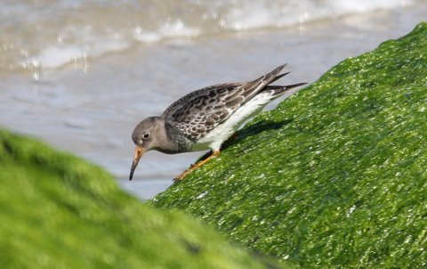 Purple Sandpiper