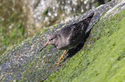Purple Sandpiper