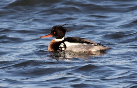 Red-breasted Mergansers