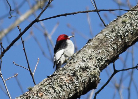 Red-headed Woodpecker