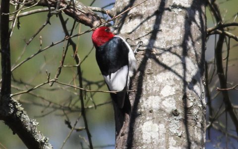 Red-headed Woodpecker