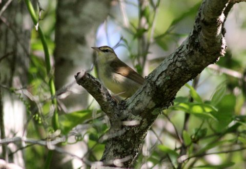 Swainson's Warbler