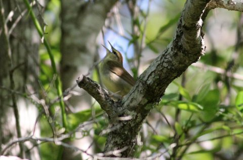Swainson's Warbler
