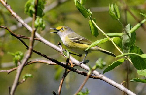 White-eyed Vireo