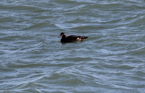 White-winged Scoter