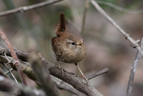Winter Wren