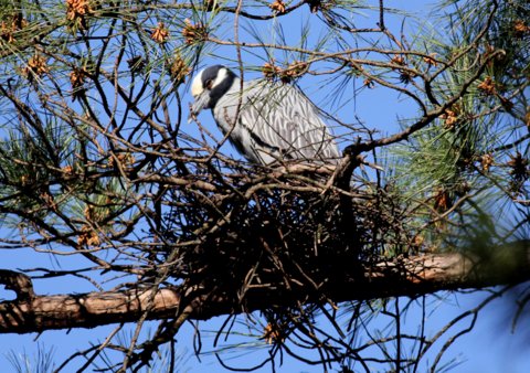 Yellow-crowned Night-Heron
