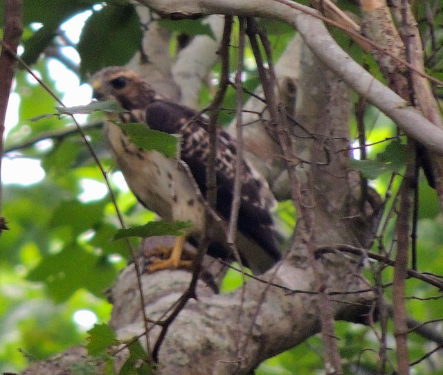 Broad-winged Hawk