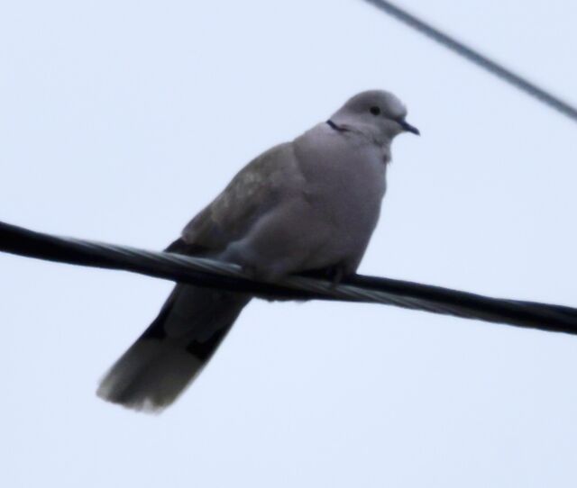 Eurasian Collared-Dove
