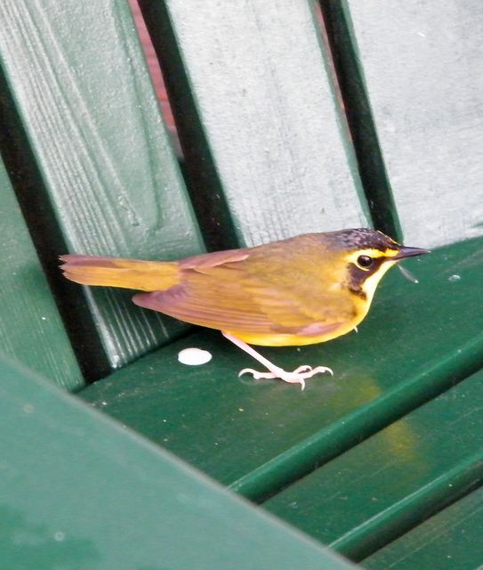 Kentucky Warbler