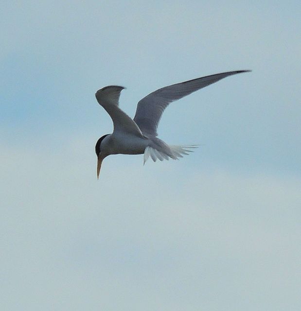 Least Tern
