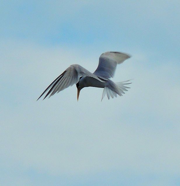 Least Tern