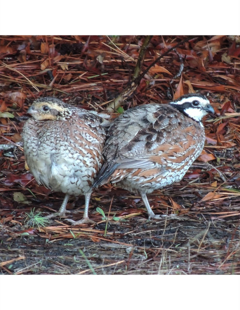Northern Bobwhite