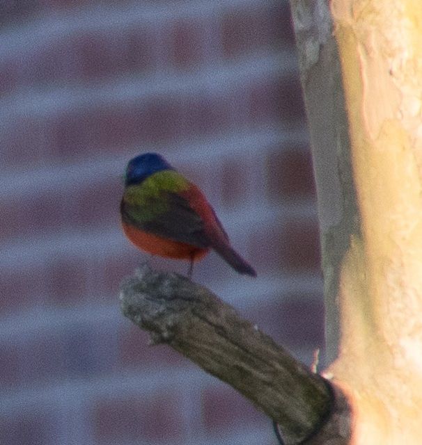 Painted Bunting