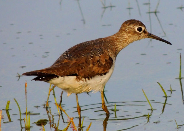 Solitary Sandpiper