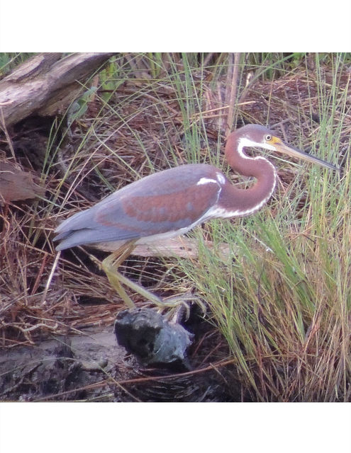Tricolored Heron