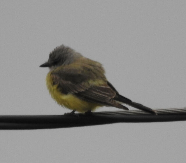 Western Kingbird