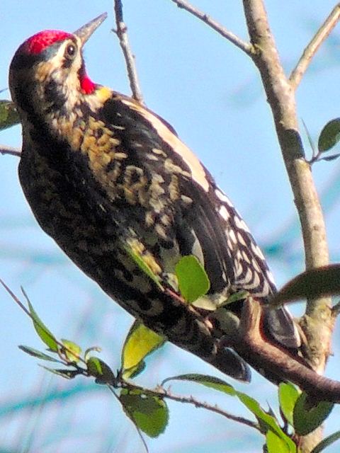 Yellow-bellied Sapsucker