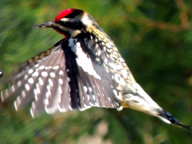 Yellow-bellied Sapsucker
