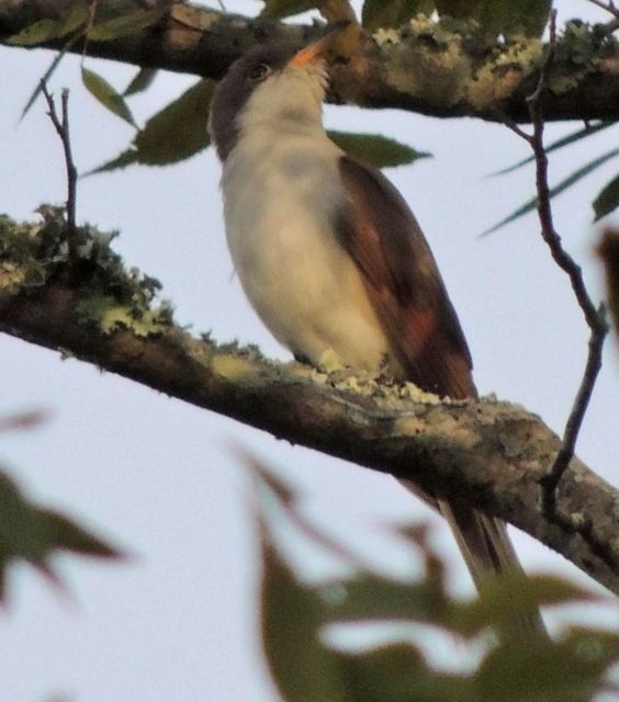 Yellow-billed Cuckoo
