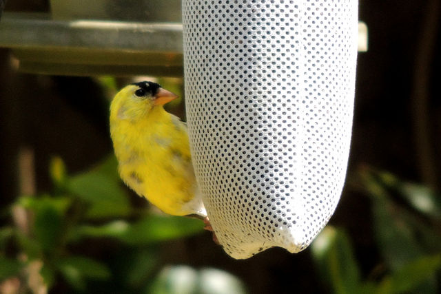 American Goldfinch