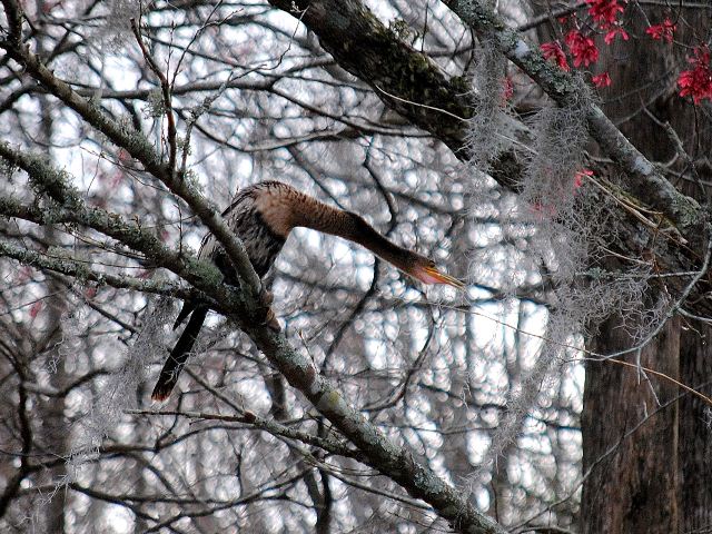 Anhinga