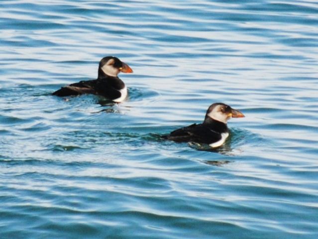 Atlantic Puffins