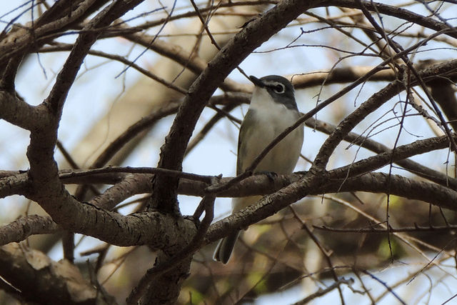 Blue-headed Vireo