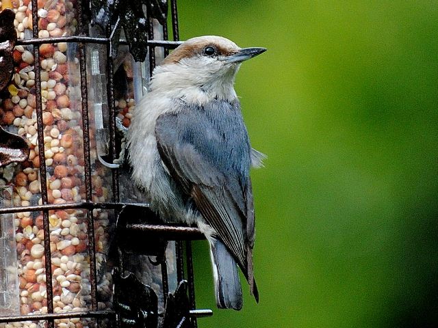 Brown-headed Nuthatch