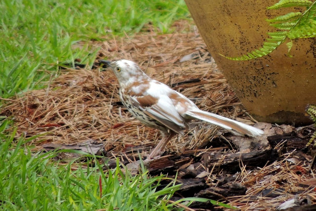 Brown Thrasher