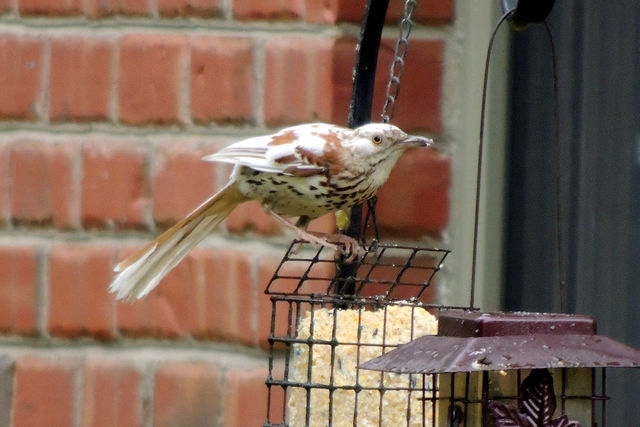 Brown Thrasher