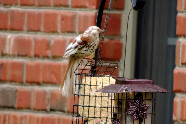 Brown Thrasher