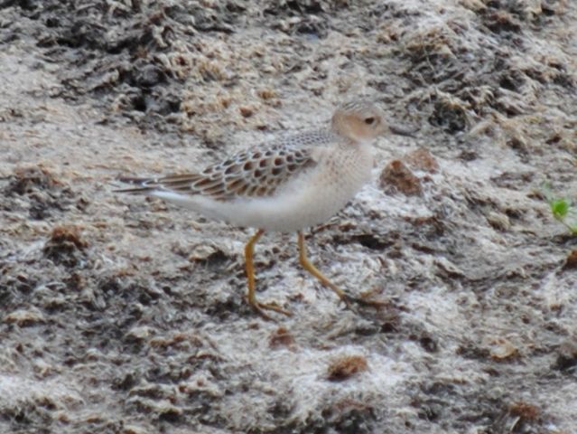 Buff-breasted Sandpiper