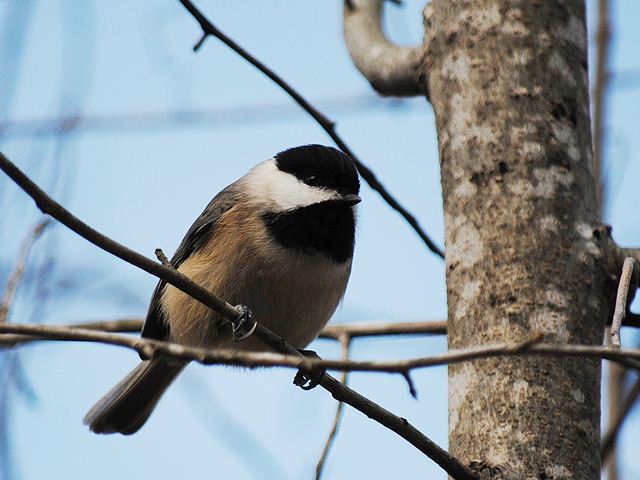 Carolina Chickadee