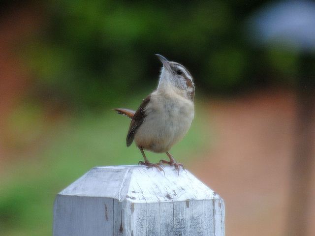 Carolina Wrens