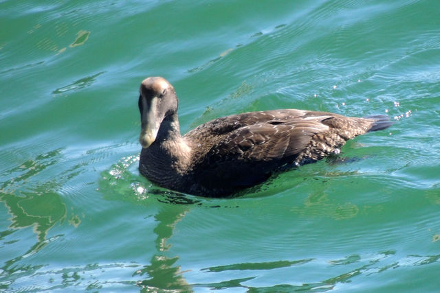 Common Eider